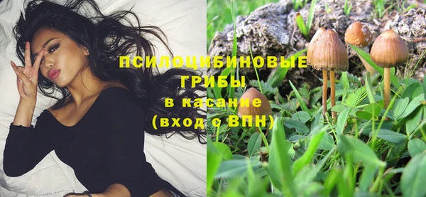 прущие грибы Горно-Алтайск