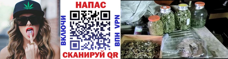 Бошки Шишки гибрид Олонец